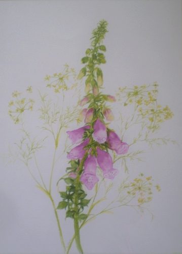 CD, Foxglove, watercolour